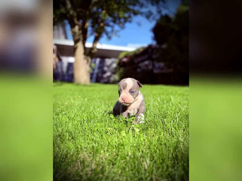 Old English Bulldog OEB Gesunde Sportliche Welpen aus seriöser Familienzucht!