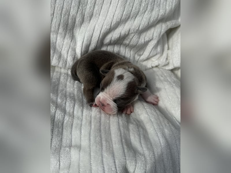 Sportliche Old English Bulldog aus seriöser Familienzucht