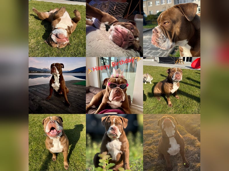 Old English Bulldog OEB Gesunde Sportliche Welpen aus seriöser Familienzucht!