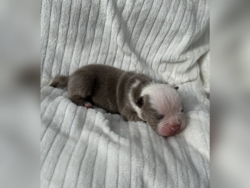 Sportliche Old English Bulldog aus seriöser Familienzucht