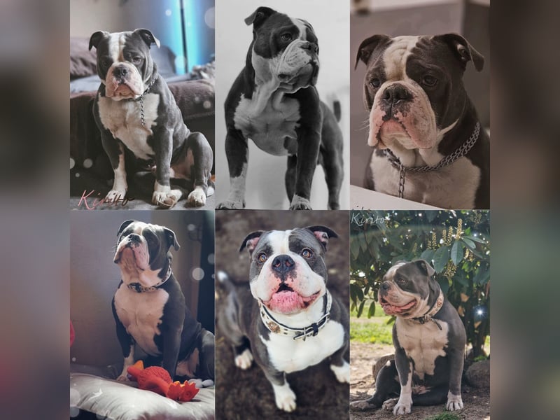 Sportliche Old English Bulldog aus seriöser Familienzucht