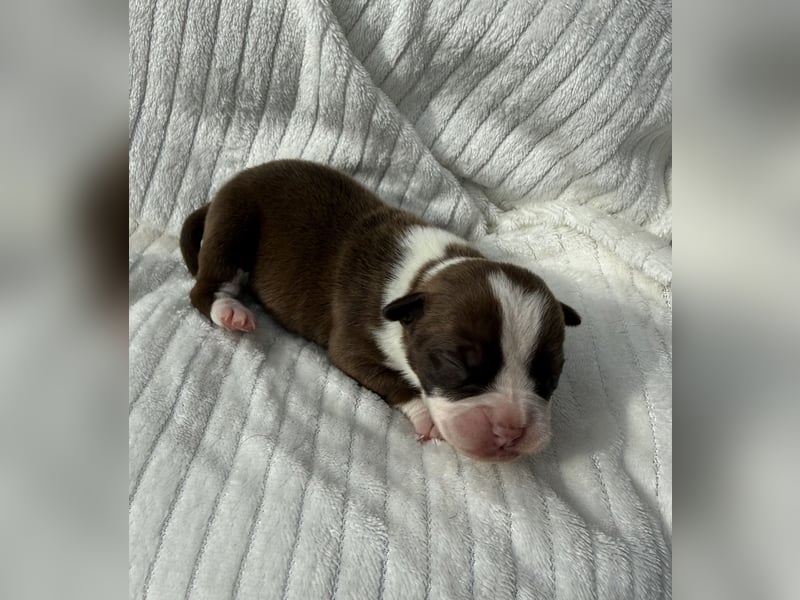 Sportliche Old English Bulldog aus seriöser Familienzucht