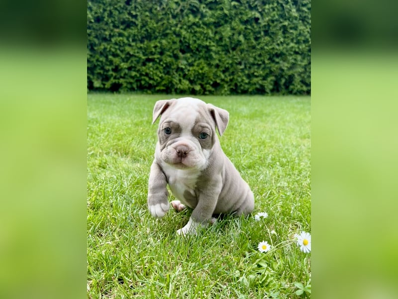 Old English Bulldog OEB Gesunde Sportliche Welpen aus seriöser Familienzucht!