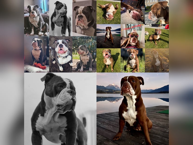 Old English Bulldog OEB Gesunde Sportliche Welpen aus seriöser Familienzucht!