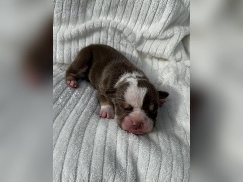 Sportliche Old English Bulldog aus seriöser Familienzucht