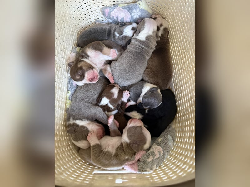 Sportliche Old English Bulldog aus seriöser Familienzucht