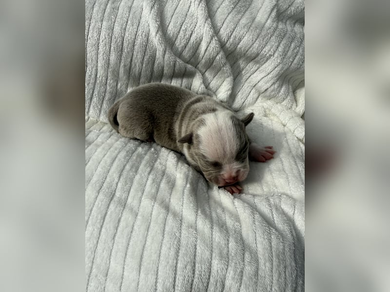Sportliche Old English Bulldog aus seriöser Familienzucht