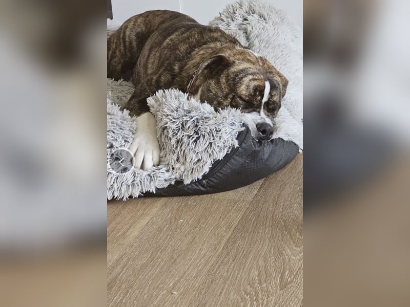 Dringend Babbel sucht