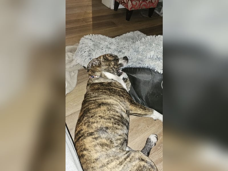 Dringend Babbel sucht