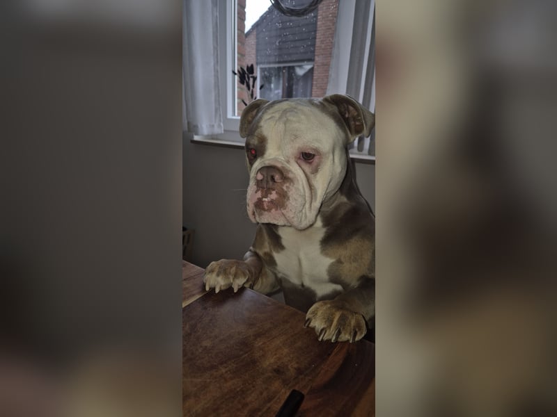 Old Englisch Bulldogge
