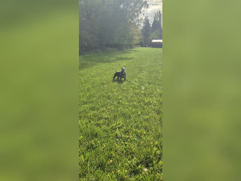 Old Englisch Bulldogge