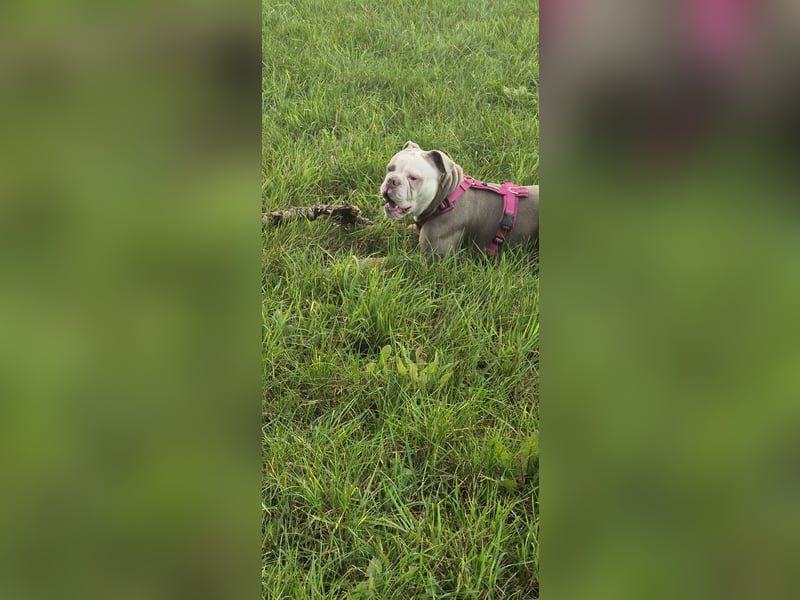 Old Englisch Bulldogge