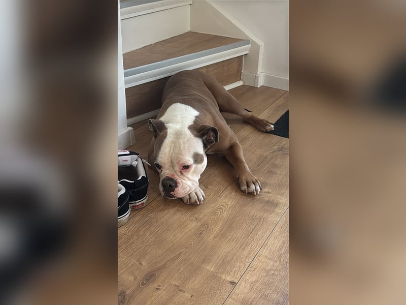 Old englisch Bulldog
