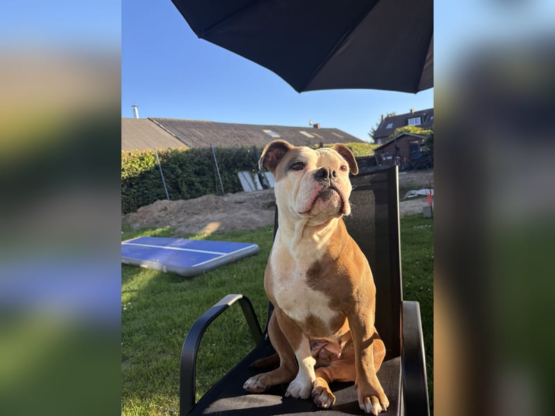 Old englisch Bulldog
