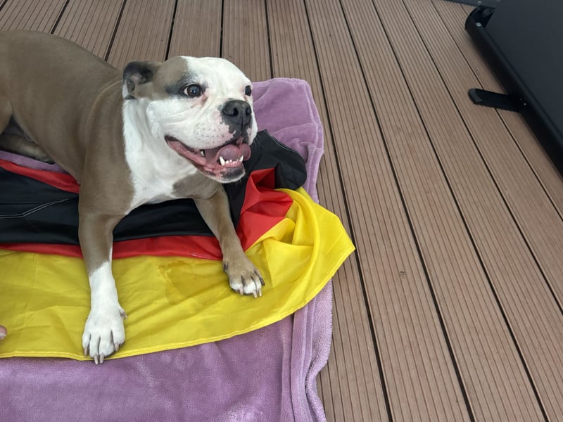 Old englisch Bulldog