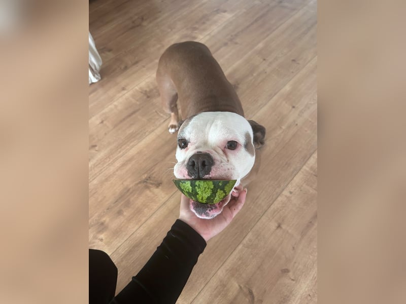 Old englisch Bulldog