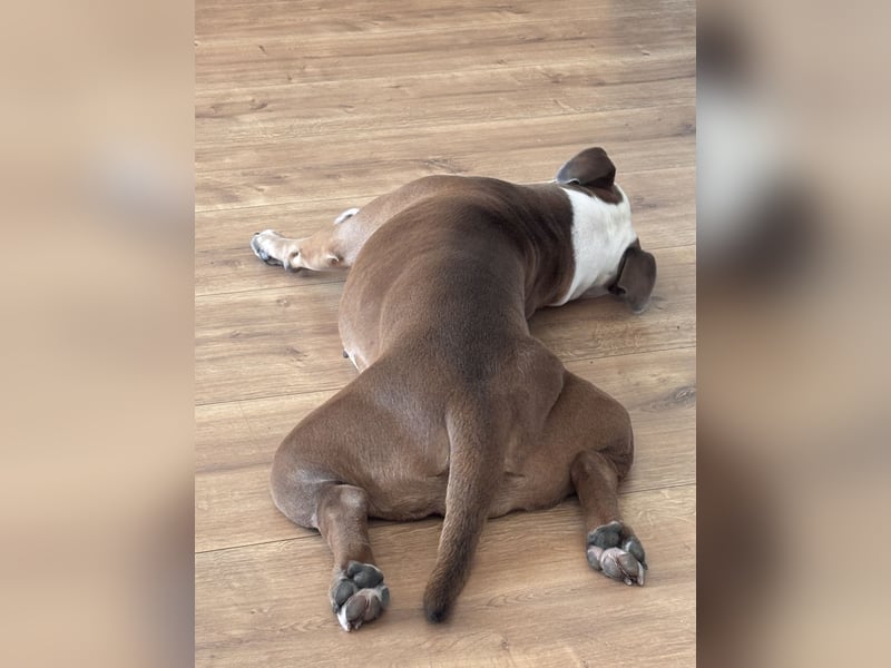 Old englisch Bulldog