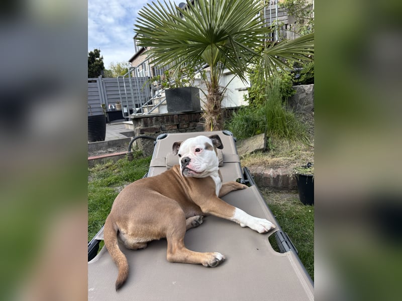 Old englisch Bulldog