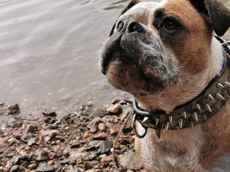 Old English Bulldog