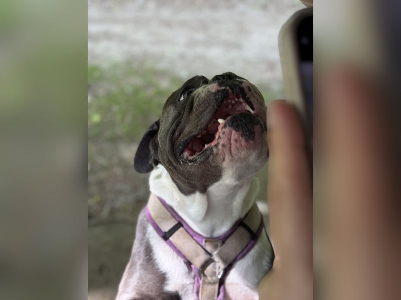 Old English Bulldogg