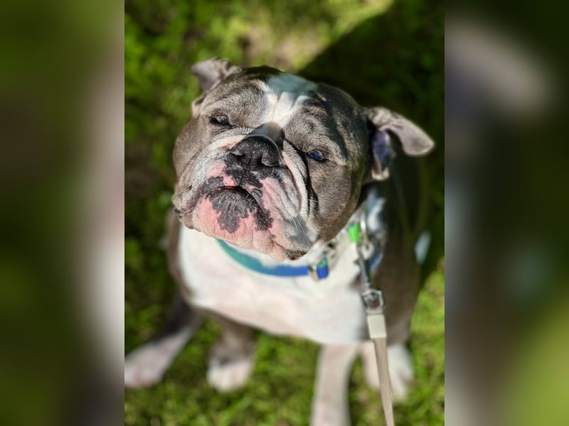 Old English Bulldogg