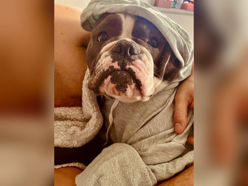 Old English Bulldogg