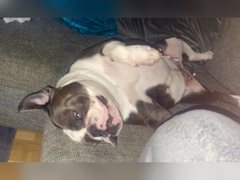 Old English Bulldogg