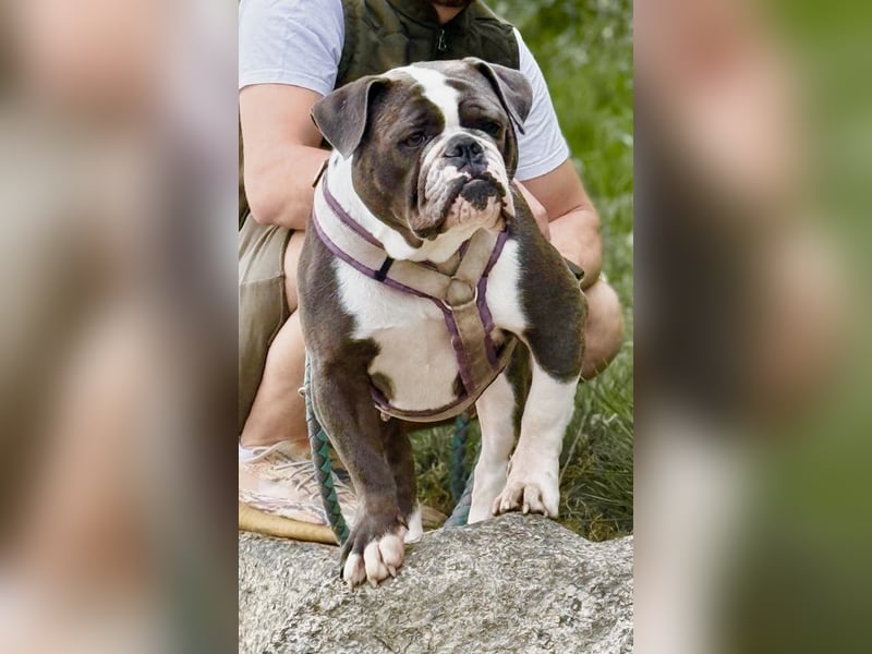 Old English Bulldogg