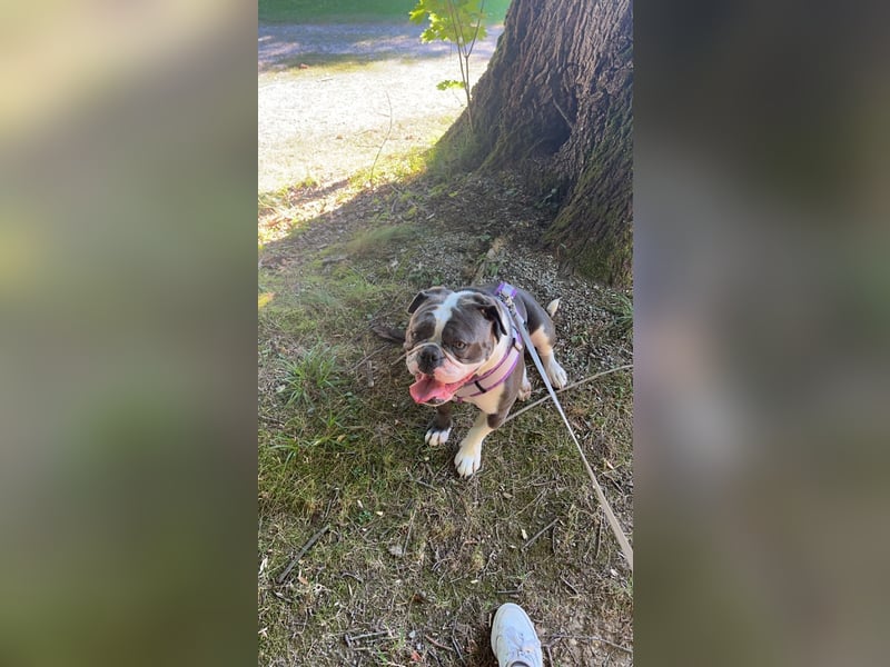 Old English Bulldogg