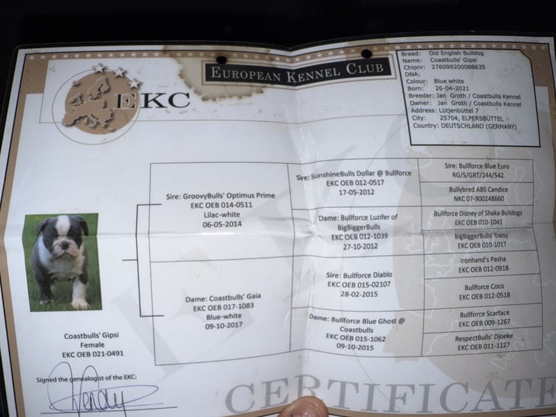 Old English Bulldogg