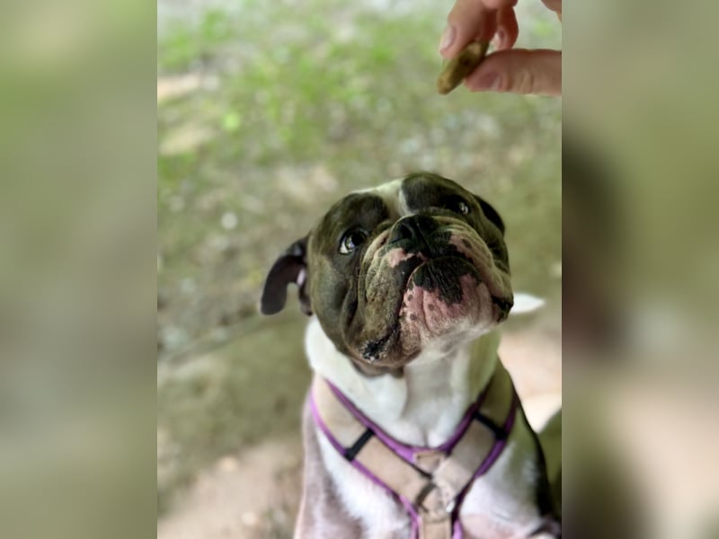 Old English Bulldogg