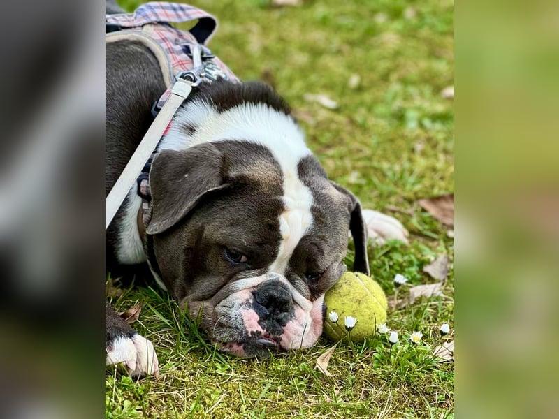 Old English Bulldogg