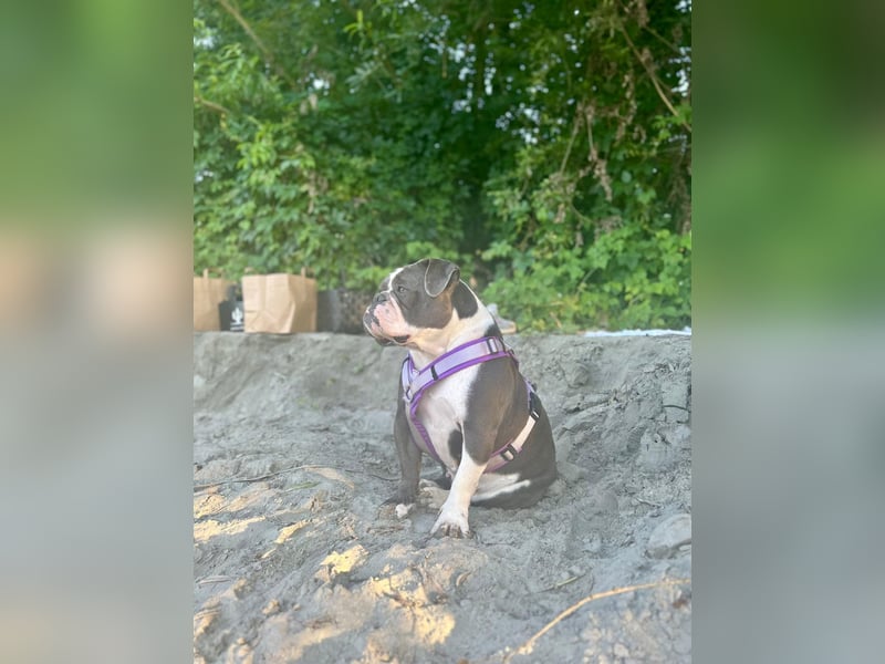 Old English Bulldogg