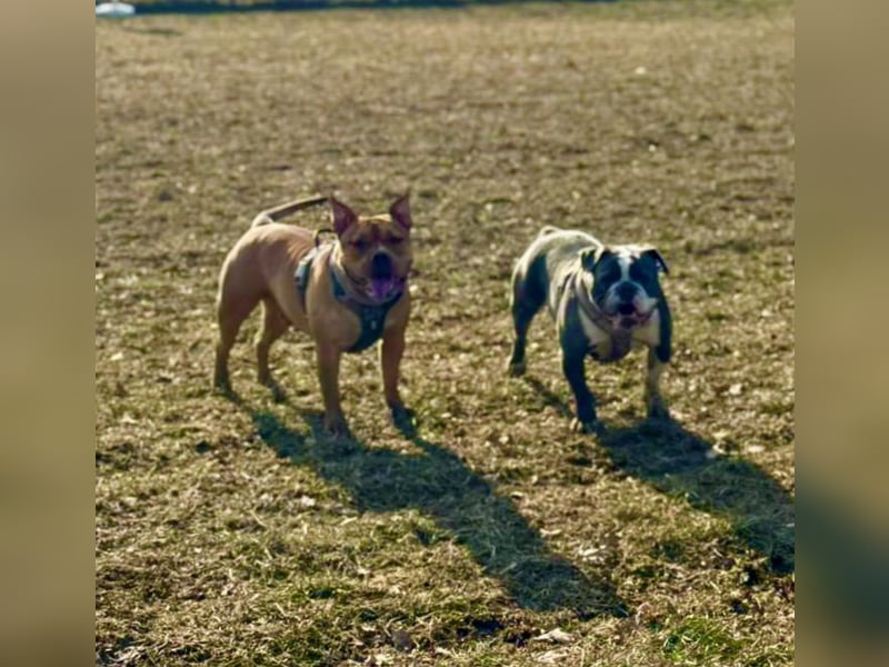 Old English Bulldogg