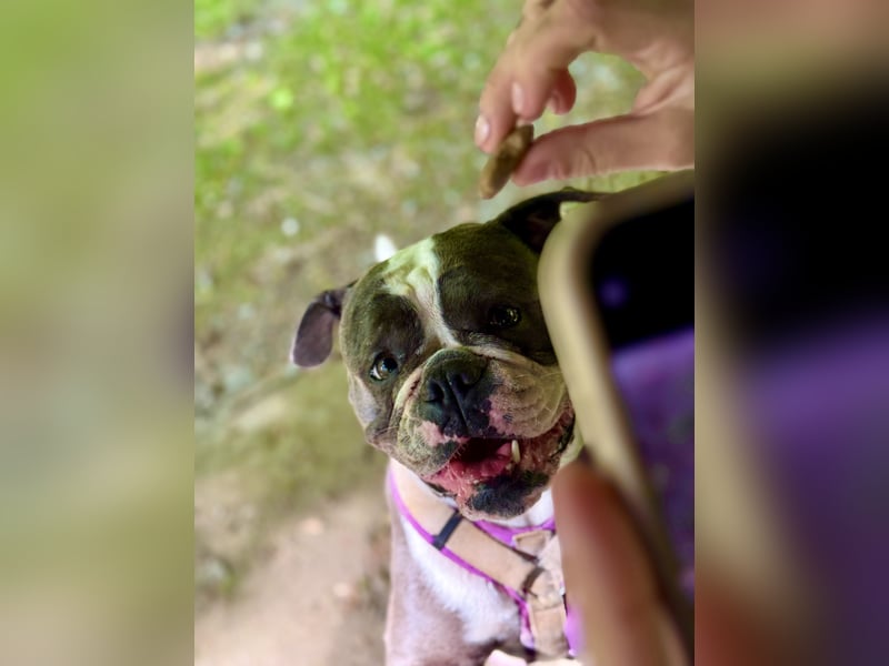 Old English Bulldogg