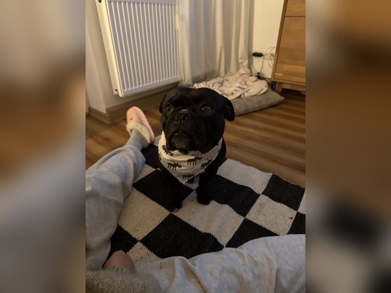 Elmo - Old English Bulldogge