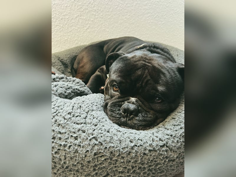 Elmo - Old English Bulldogge