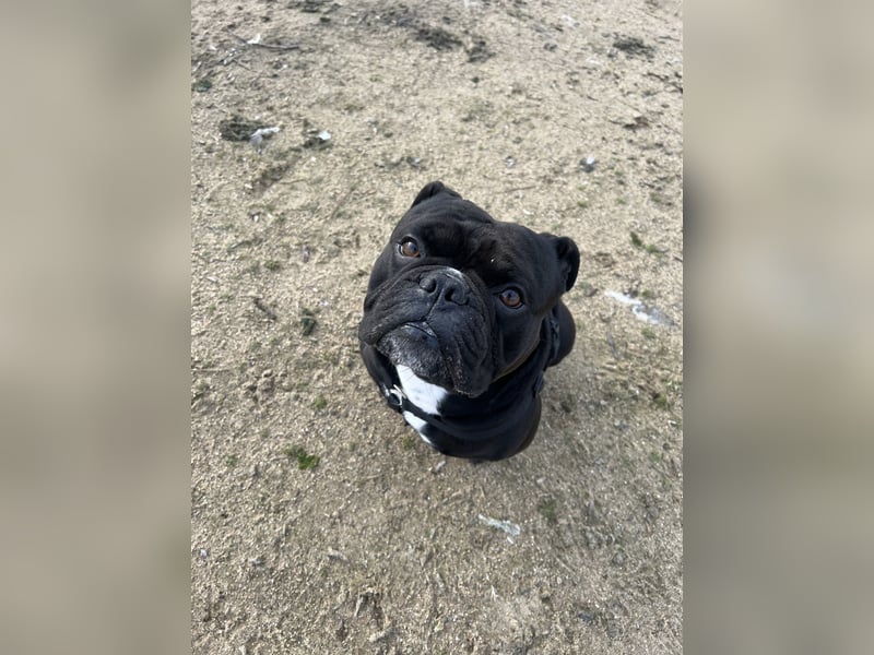 Elmo - Old English Bulldogge