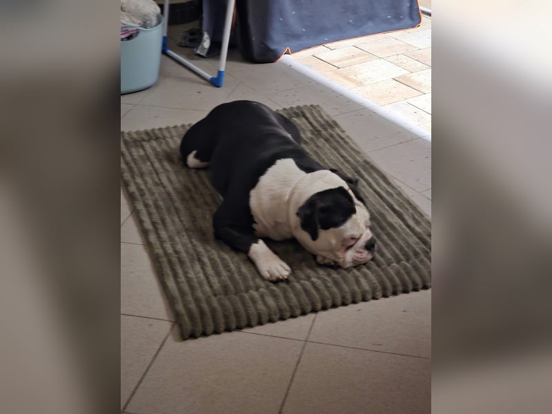 Old English Bulldogge