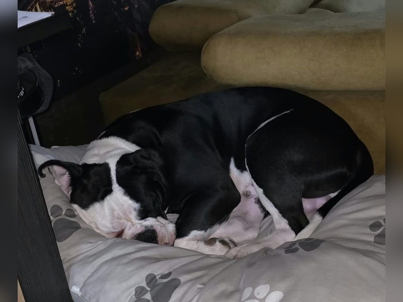 Old English Bulldogge
