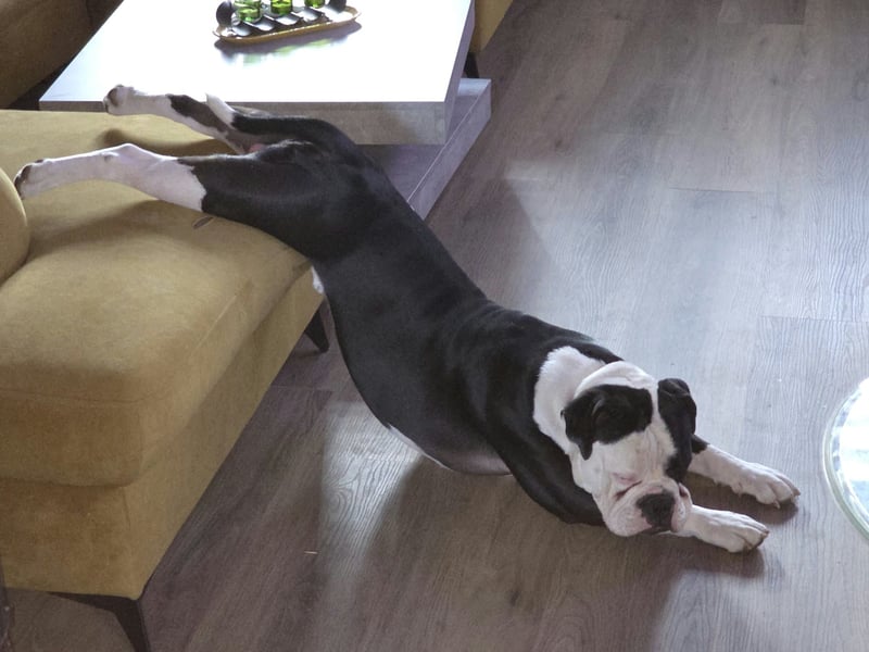 Old English Bulldogge