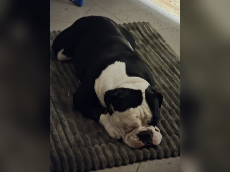 Old English Bulldogge