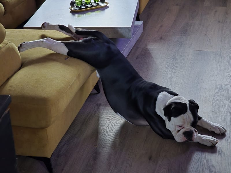 Old English Bulldogge