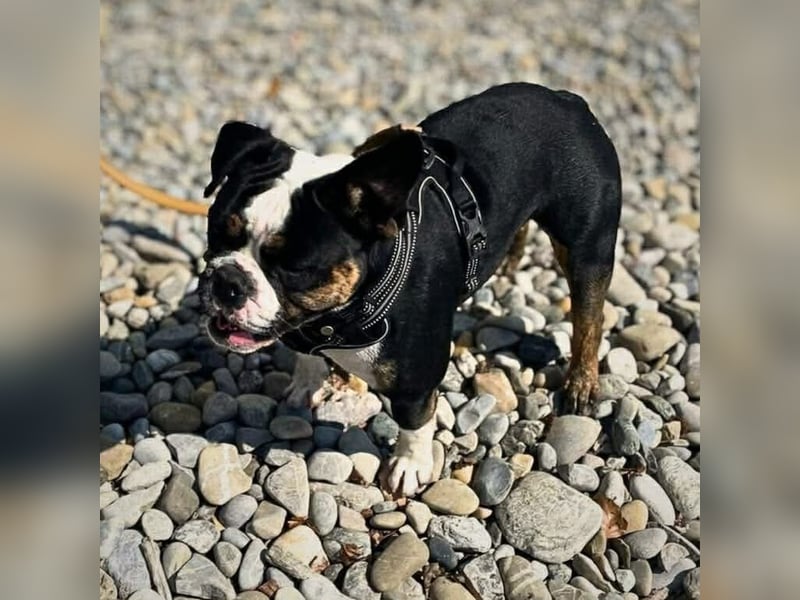 Olaf - ist freundlich&offen Menschen gegenüber