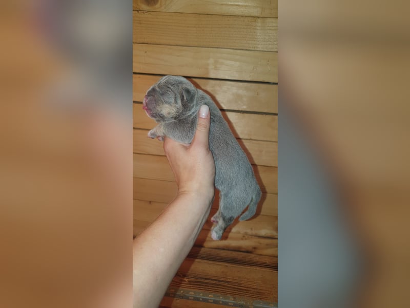 Bulldoggen Welpen