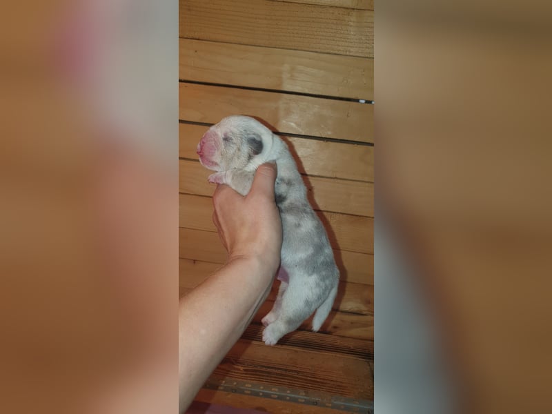 Bulldoggen Welpen