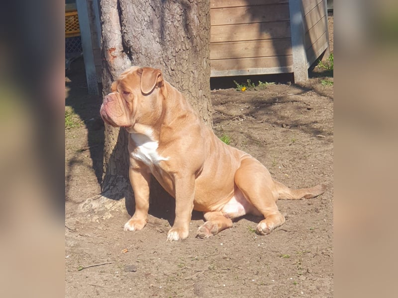 Bulldoggen Welpen