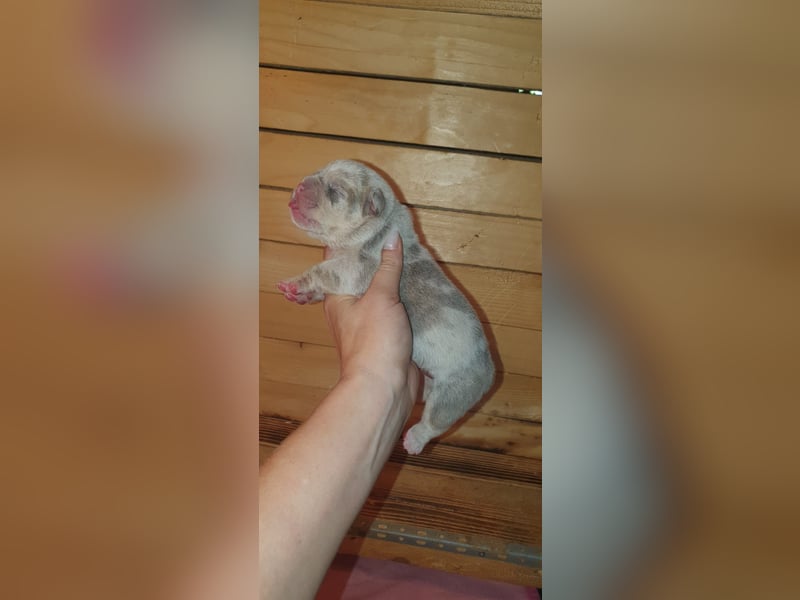 Bulldoggen Welpen