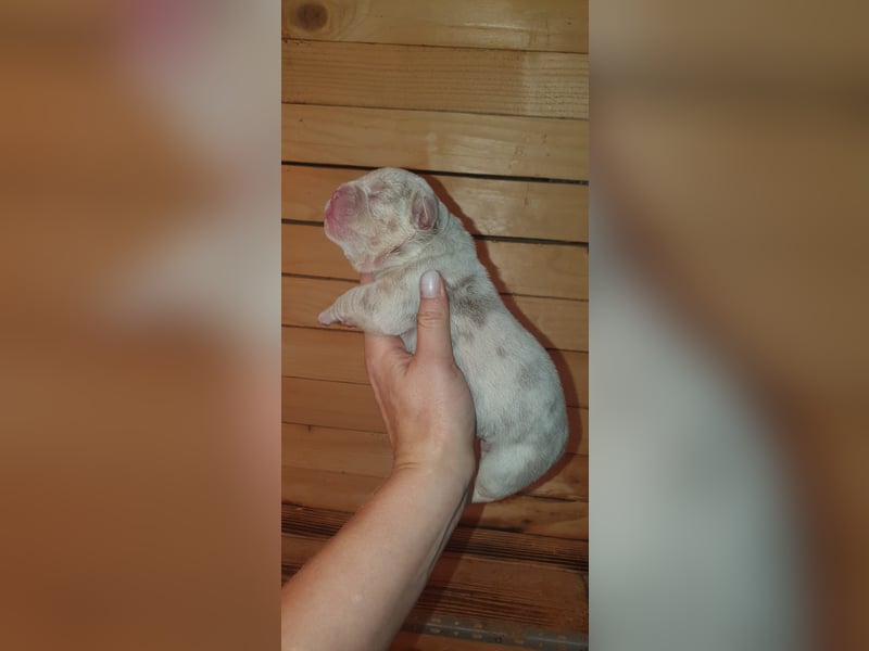Bulldoggen Welpen