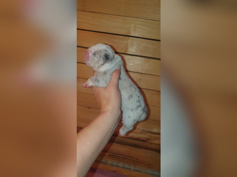 Bulldoggen Welpen